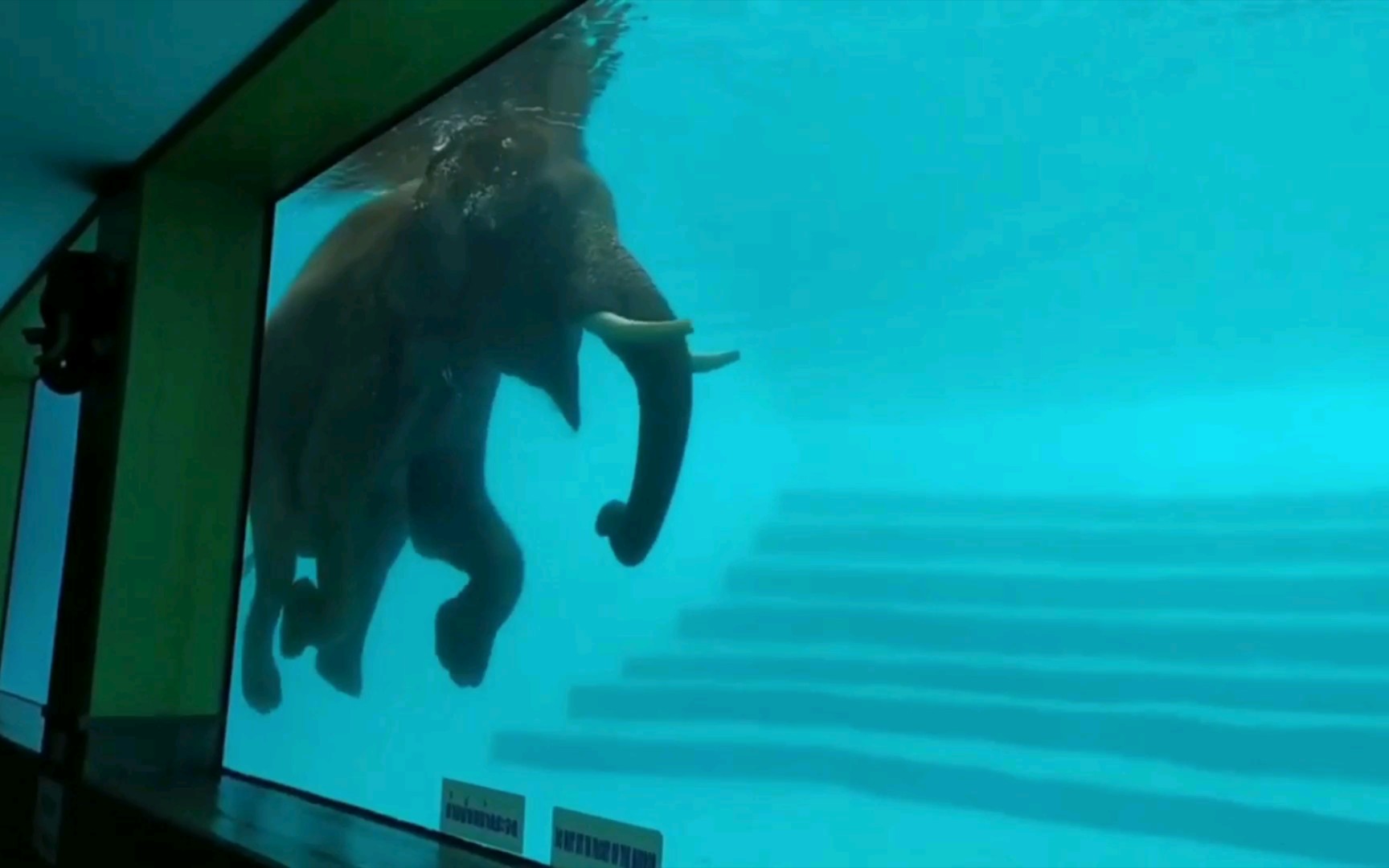 大象在游泳