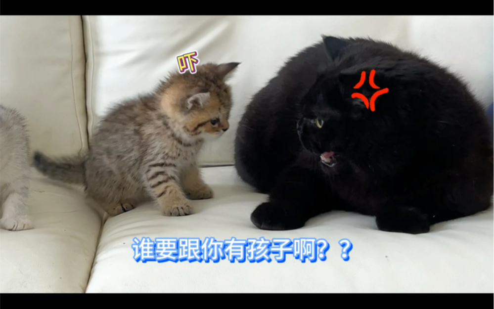 磕猫的cp太上瘾了 Caesar Cat Caesar Cat 哔哩哔哩视频 6829