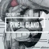松果体排毒净化 pineal gland