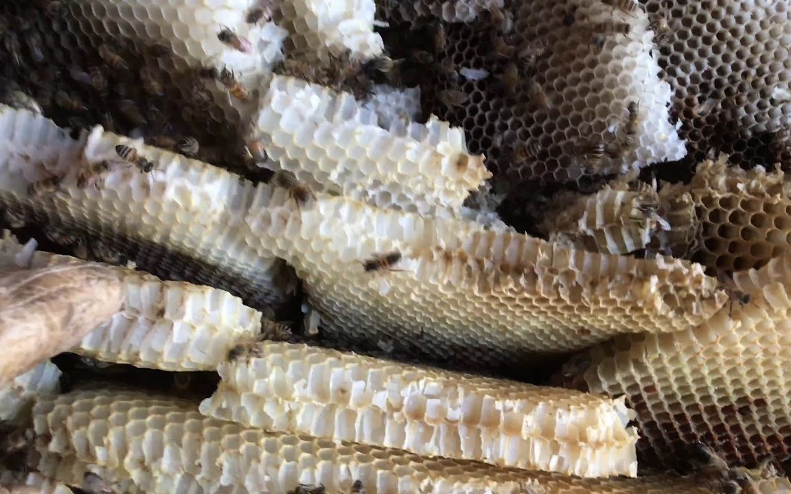密恐福利!藏在遗弃破沙发里的杀人蜂巢!