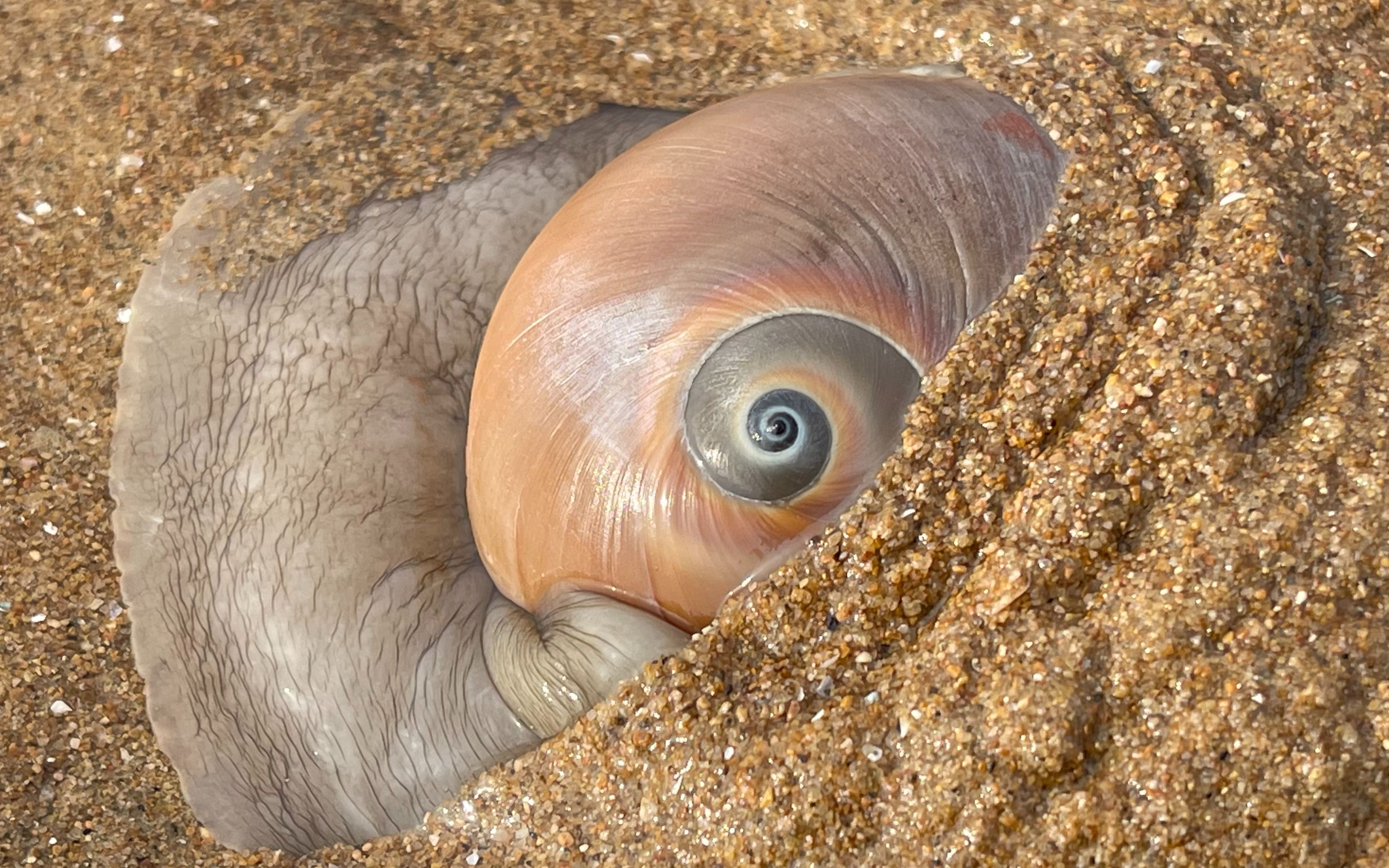 大海退潮后，大庆赶海发现大号猫眼螺藏在沙子中，还有迷你绿贝