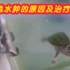 【养龟小讲堂】龟龟水肿的原因及治疗方法。