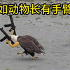 假如动物长有手臂，这太不对劲儿了，但是画面是不是毫无违和感