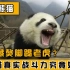 大熊猫拳打藏獒脚踢老虎？呆萌可爱的大熊猫，真实战斗力有多强？