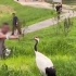 河北邢台一男子在景区内挑逗一只丹顶鹤，结果悲剧了！