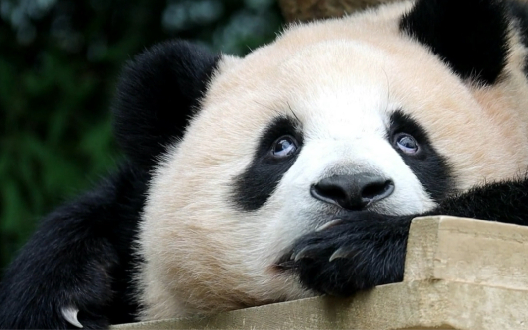 210820 大熊猫福宝 照片视频 这白眼翻出了灵魂