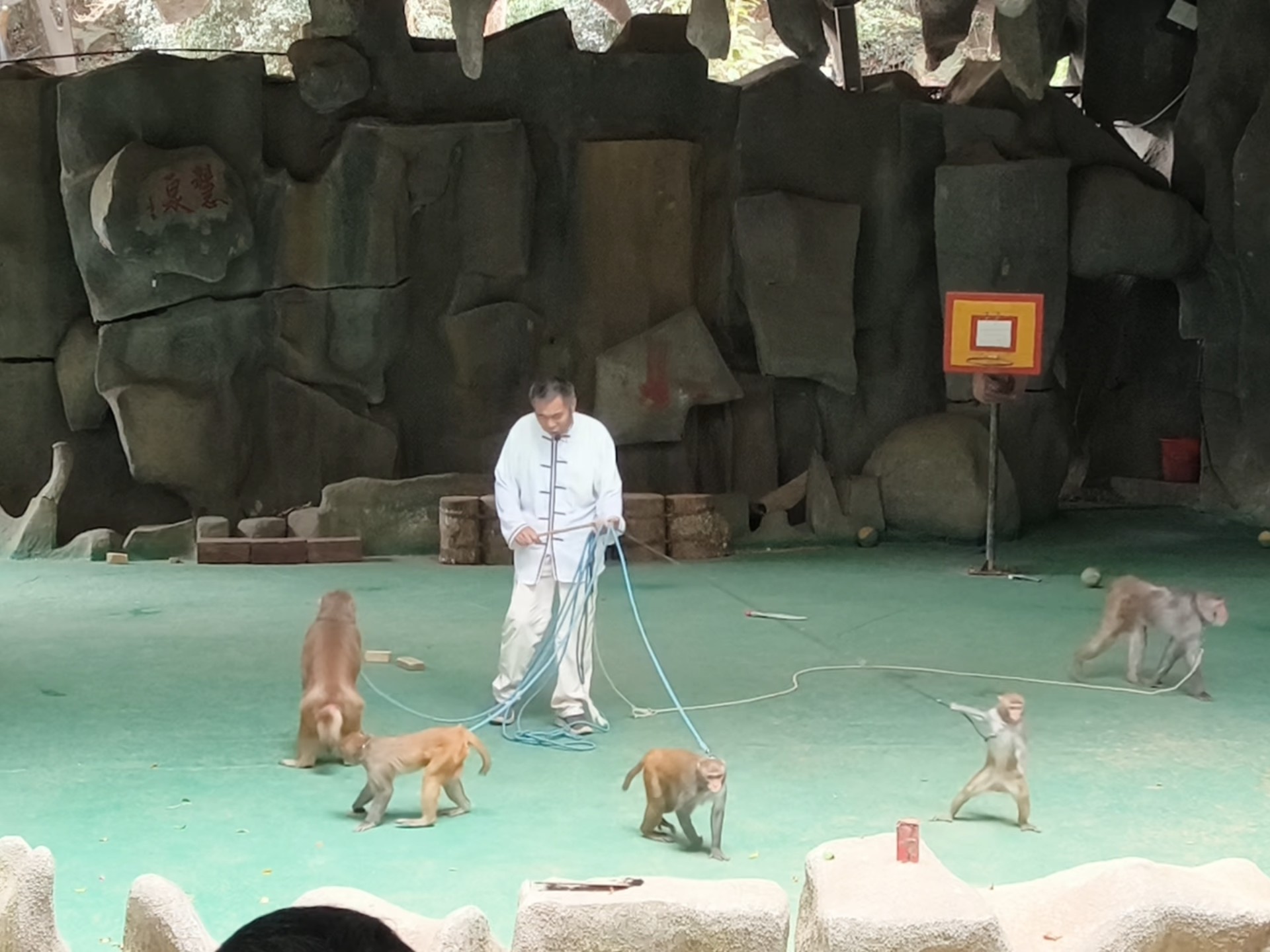 20250213陵水南湾猴岛 耍猴表演