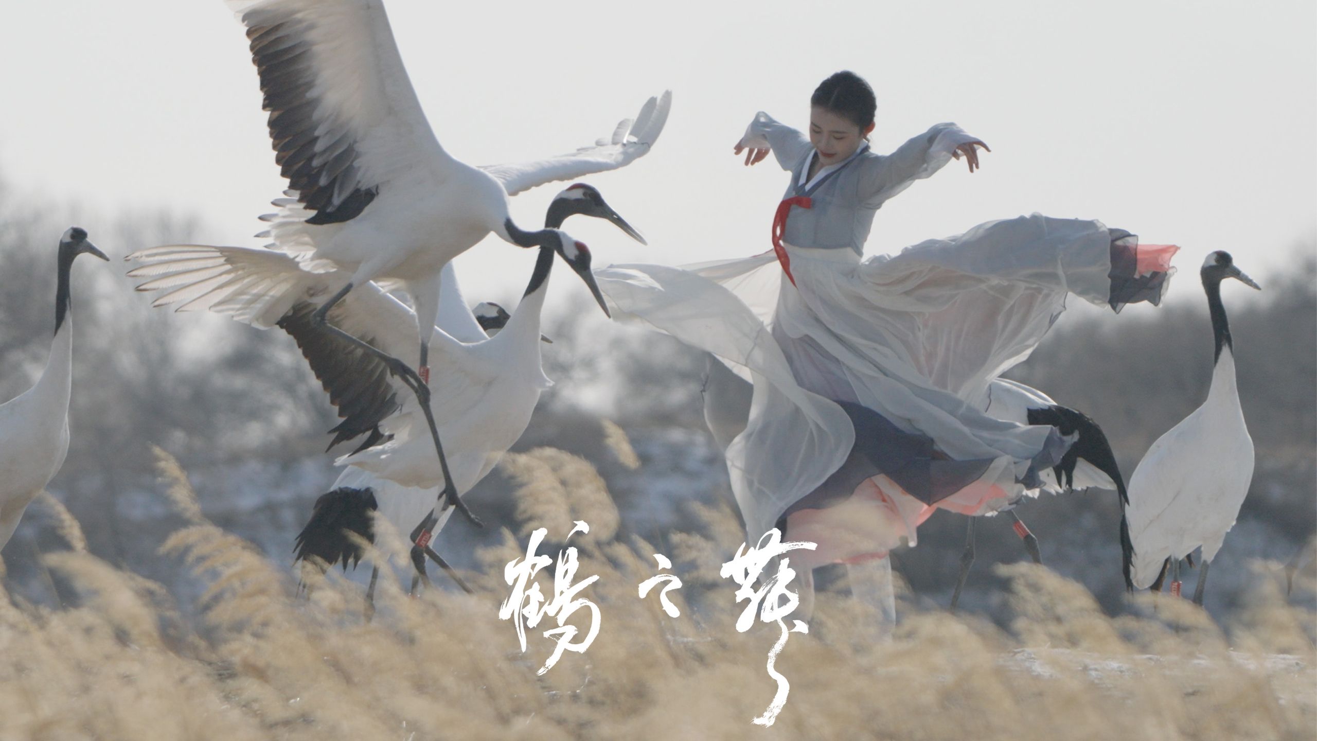 学会这个舞就可以和仙鹤求偶了