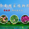超大的【华南国家植物园】都有哪些园区？看完视频下次就知道怎么玩啦
