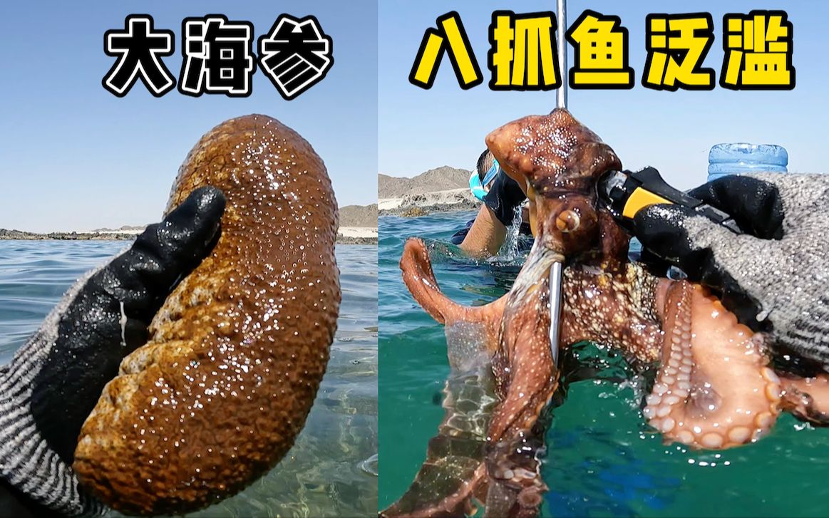 《环球探海记》阿曼 第51天：今天挑战下（1条几十斤的大海鳗），看看怎么把它收了！