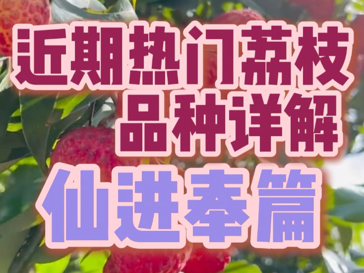 荔枝品种详解——仙进奉篇