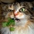 【油菜&橘子酱】猫薄荷到底对猫儿们做了啥 @柚子木字幕组