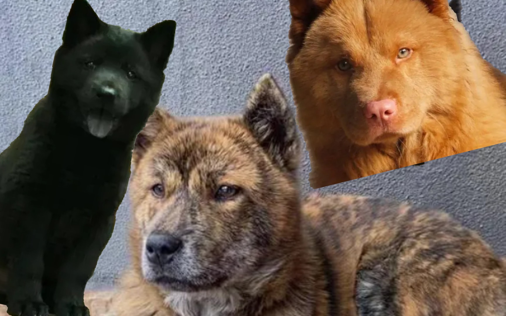 虎斑犬、五红犬、五黑犬就是一个彻头彻尾的骗局！