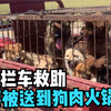 十只狗狗即将被拉到狗肉火锅店，小伙紧急拦车救助，再晚一步就上餐桌了