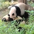 大熊猫妈妈打娃玩
