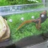 日本爬友的蝾螈喂食