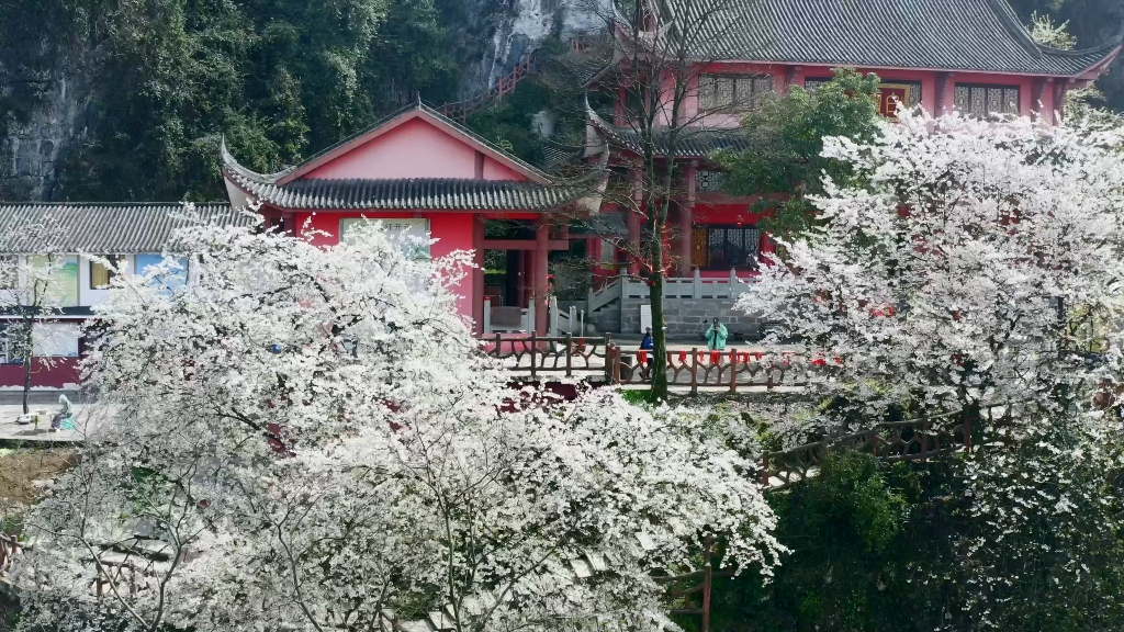 云龟山，重庆主城藏着一个樱花世界