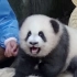 谁是世界上最憨的熊猫？大熊猫绩笑