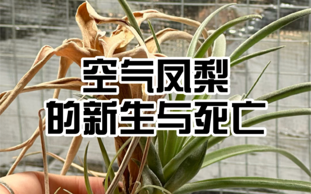 空气凤梨｜新生与死亡