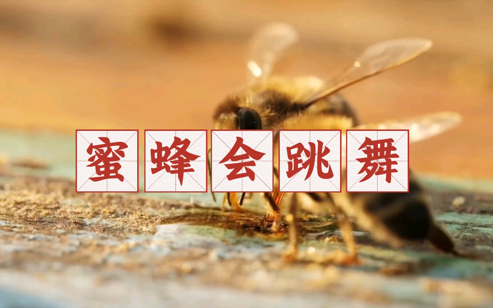 你知道“蜜蜂舞蹈”吗？蜜蜂如何找到蜜源位置的？