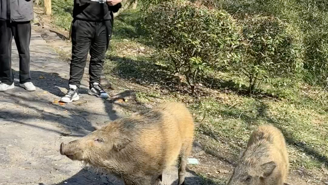 琅琊山是真有野猪啊