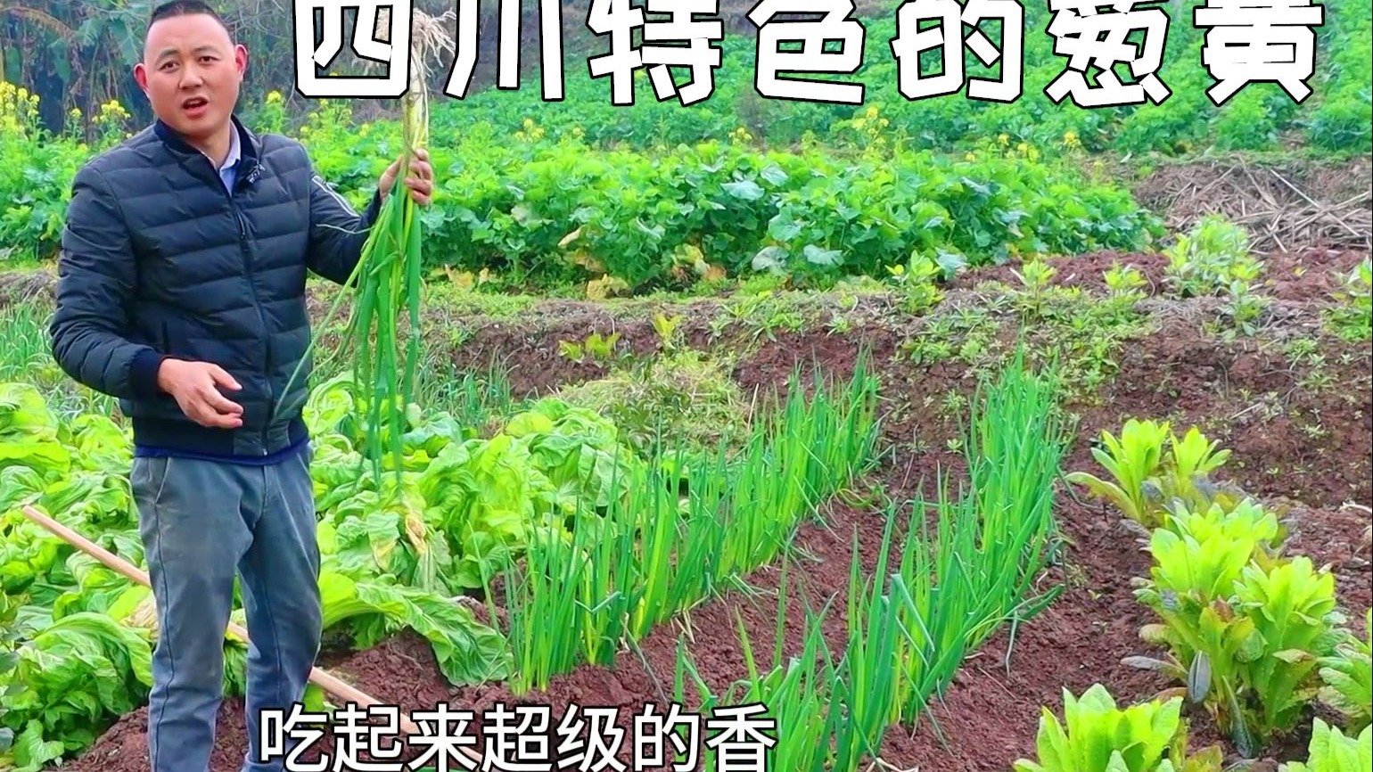 四川独有的葱黄，用来炒肉丝清香脆嫩，这到底属于大葱还是小葱呢