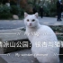 清凉山公园：银杏与猫猫
