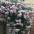日本玫瑰园丨藤本月季到底有多能爬？多能开花？家庭小院的十年收藏
