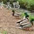 绿头鸭，冲鸭！清清小溪边，鸭鸭绿头牌