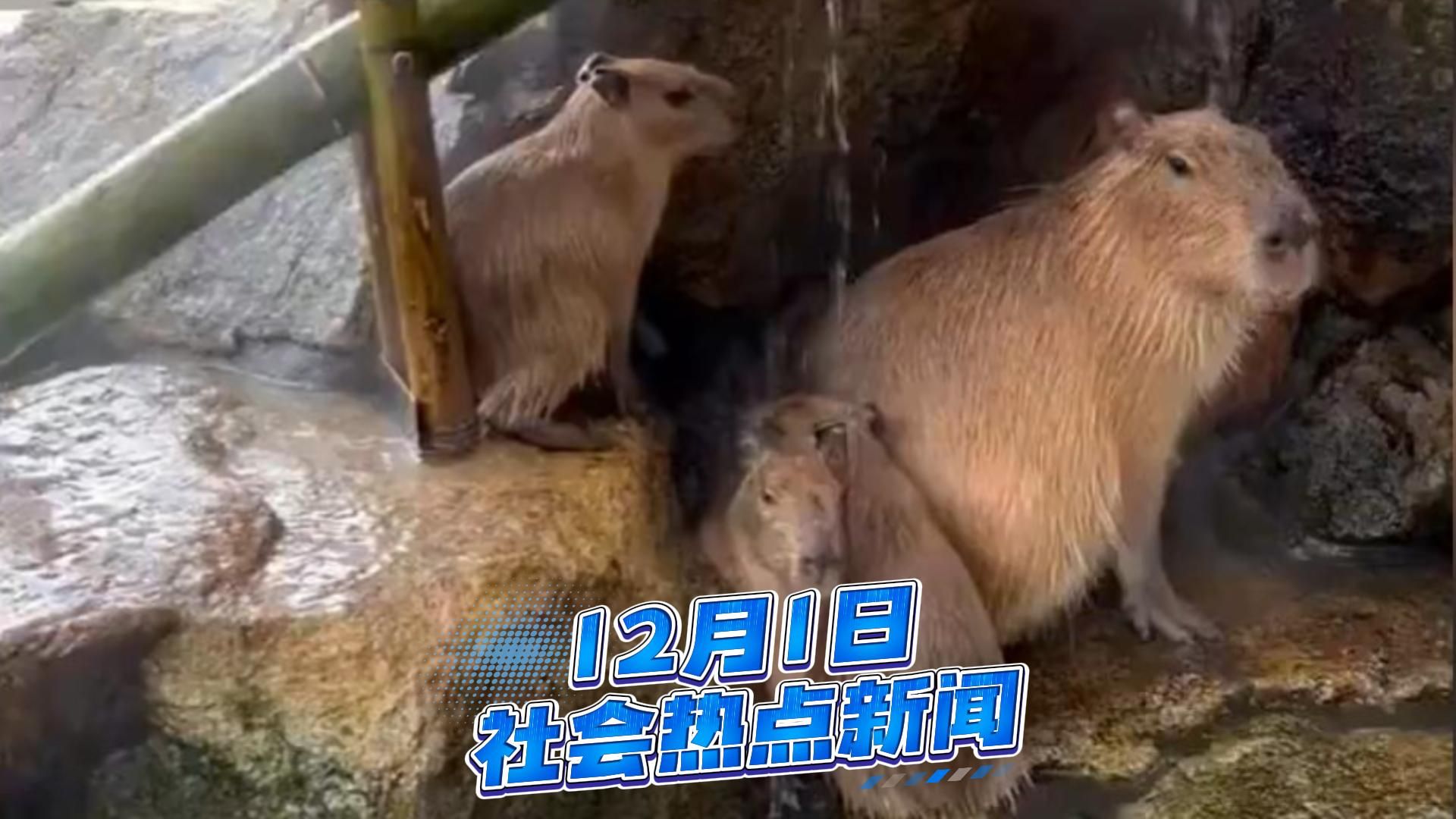 12月1日社会热点新闻事件速览，量大管饱