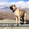 犬王烟雾与博兹：伏击狩猎与激战