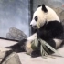 中国农村当柴火烧的玉米秸秆，是霉国华盛顿动物园旅美大熊猫美香一家的零食。