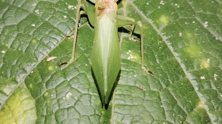 katydids courting.