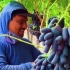 墨西哥：杂交葡萄培育技术，长得跟香蕉似的