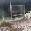 大型种母兔子发情第4天，二凯放诺基进行连环锁，结果出乎人的所料
