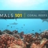 【英文科普】Coral Reefs 珊瑚礁的秘密 |国家地理|中英字幕|纯英字幕|无字幕