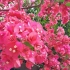 三角梅在小区里开花，在微风中绿叶红花和紫色的三角梅配乐视频