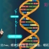 【彩色线科普动画】：DNA双螺旋结构