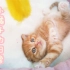 【Kumiko】家里新来的小橘子猫~