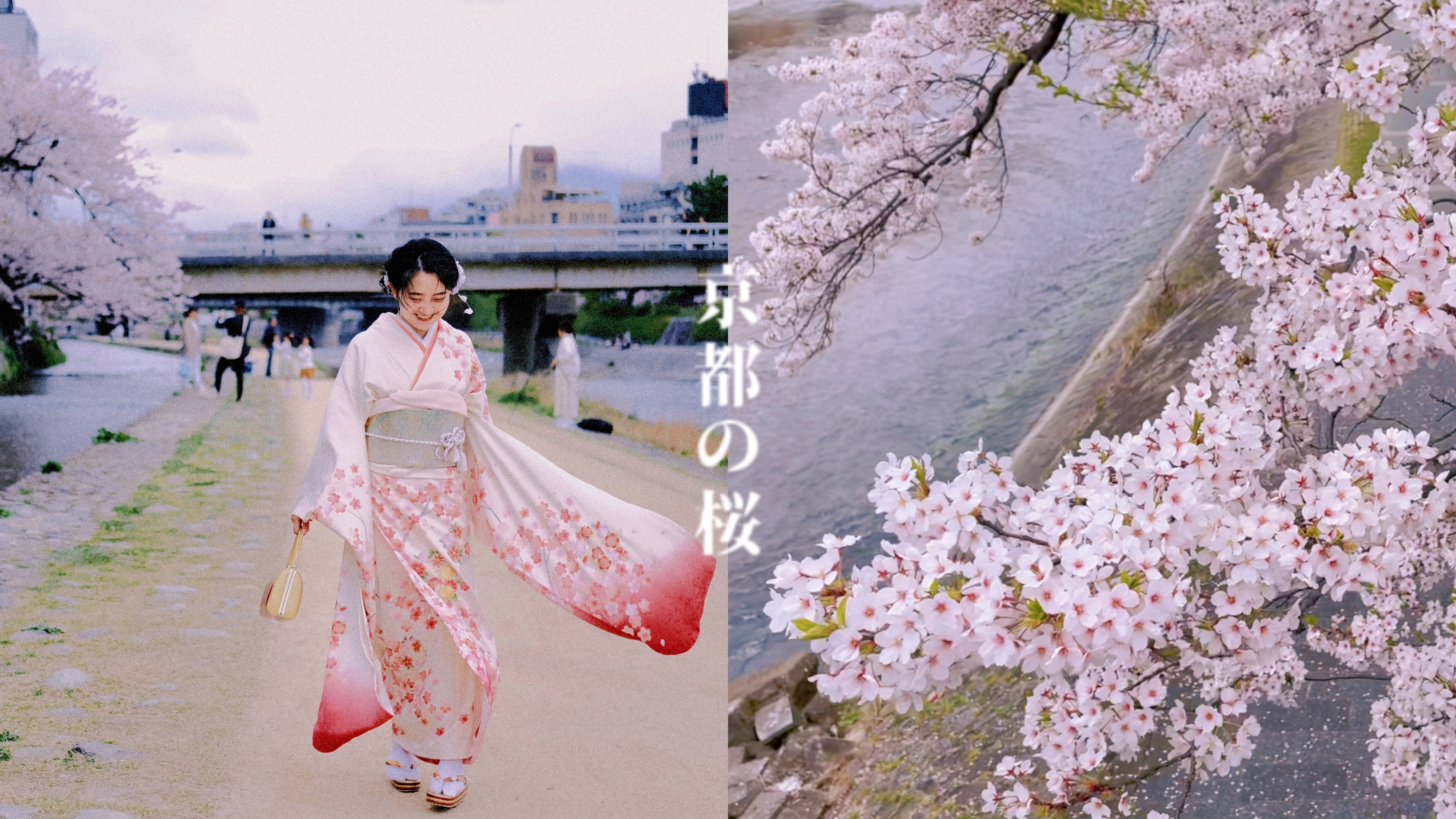 京都VLOG｜鸭川漫步，粉色春日是关于樱花的梦