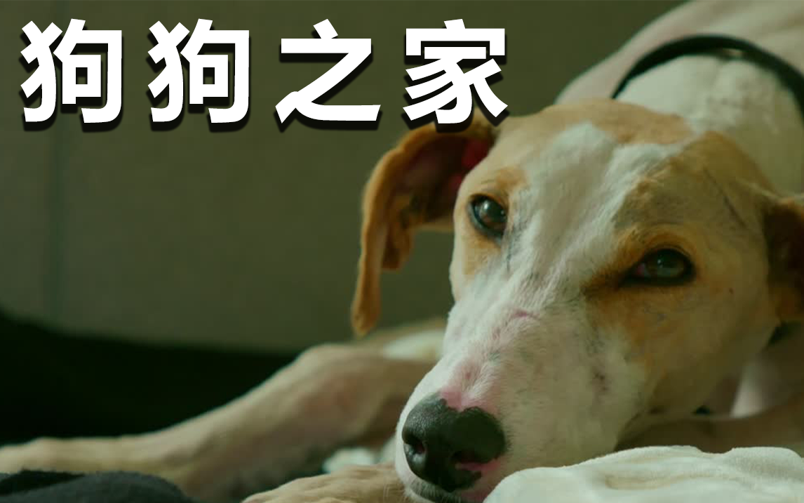 【纪录片】狗狗之家 08