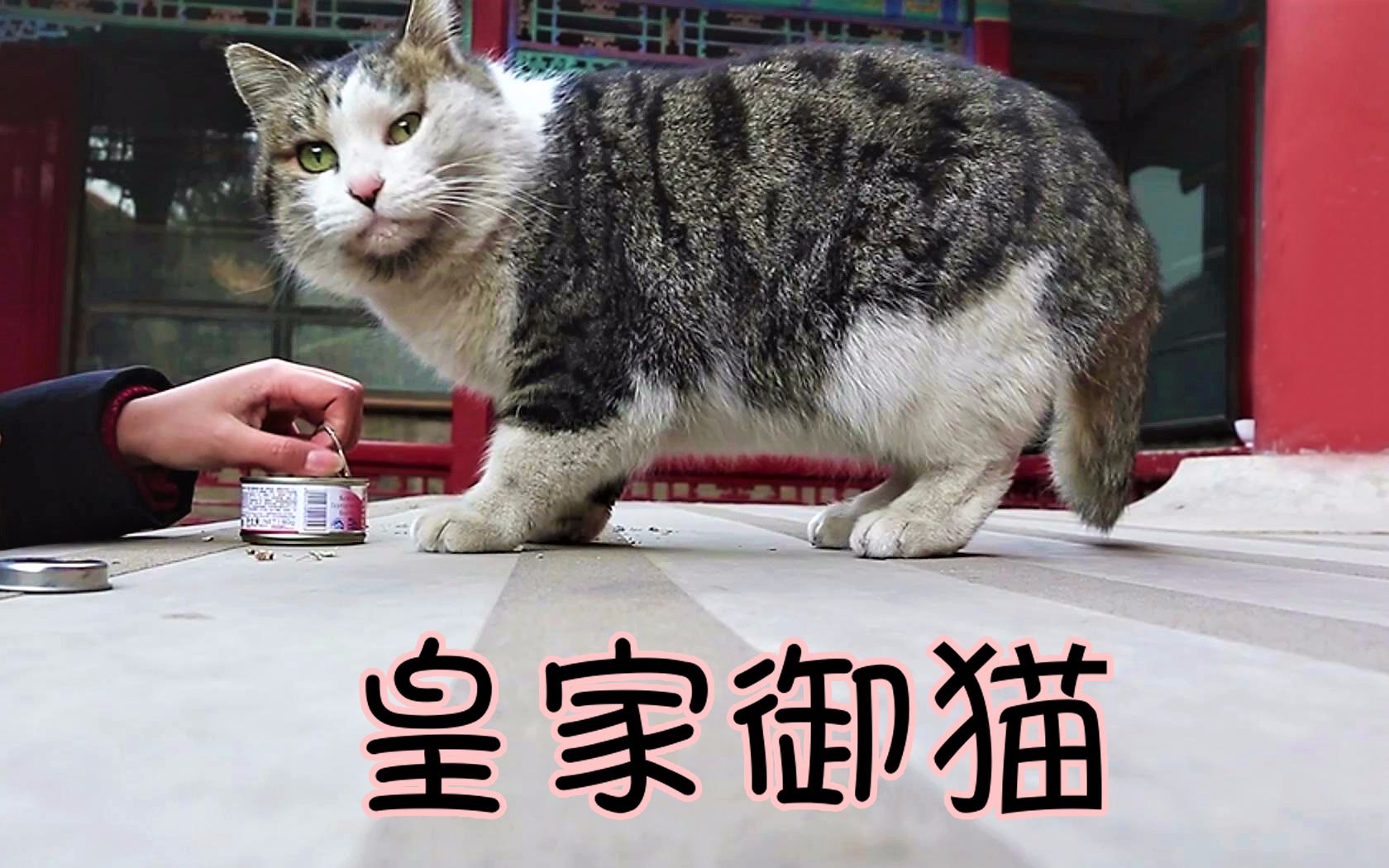 带着猫薄荷上故宫!寻找吸引中外游客的皇家御猫!
