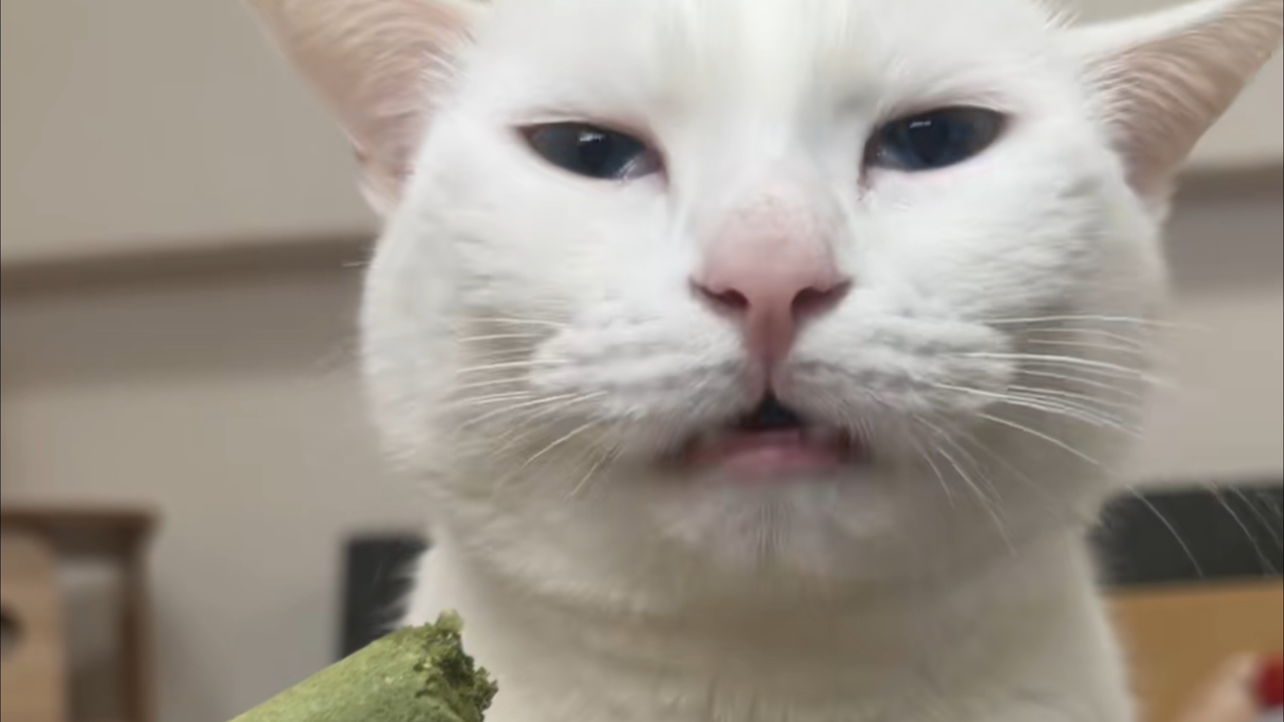 利用猫不敢咬我的特点协助吃零食