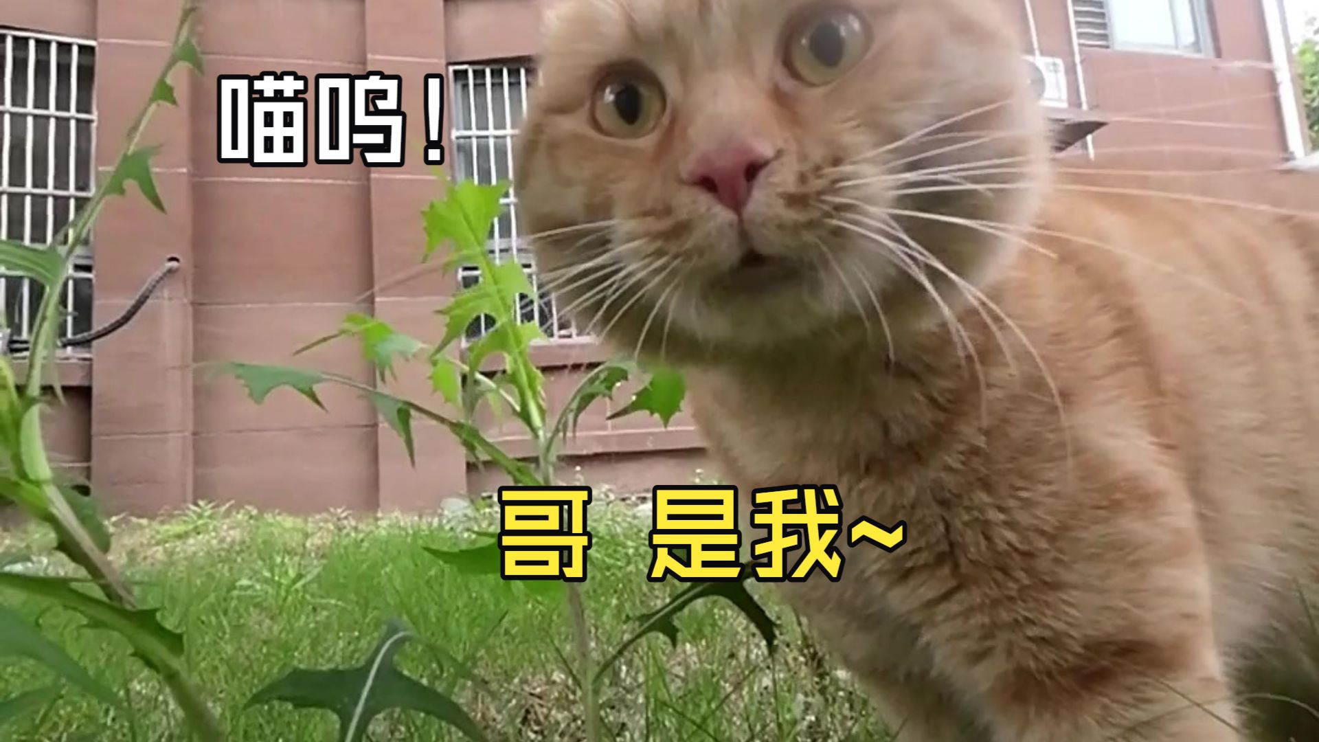 喵师傅作为家中最小的“弟弟”，它的哥哥都很“爱护”它！