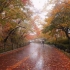 漫步在雨中，秋叶和双耳雨声为睡眠，南山，