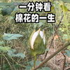 一分钟看棉花的一生
