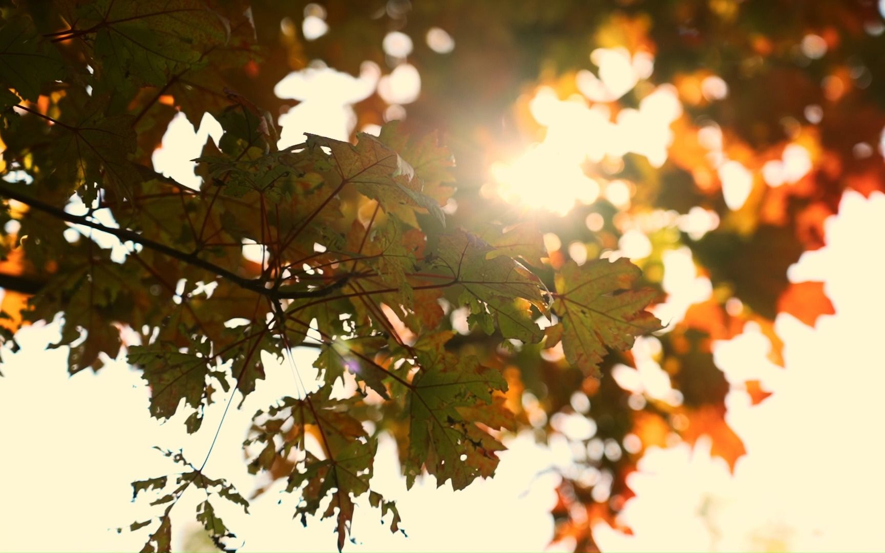 【1080P素材】自然风景唯美黄色枫叶树叶空镜秋天风景实拍