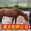 美女家的种公马好厉害，可以同时配两头母马