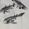 【国画古生物07】鱼类的黎明