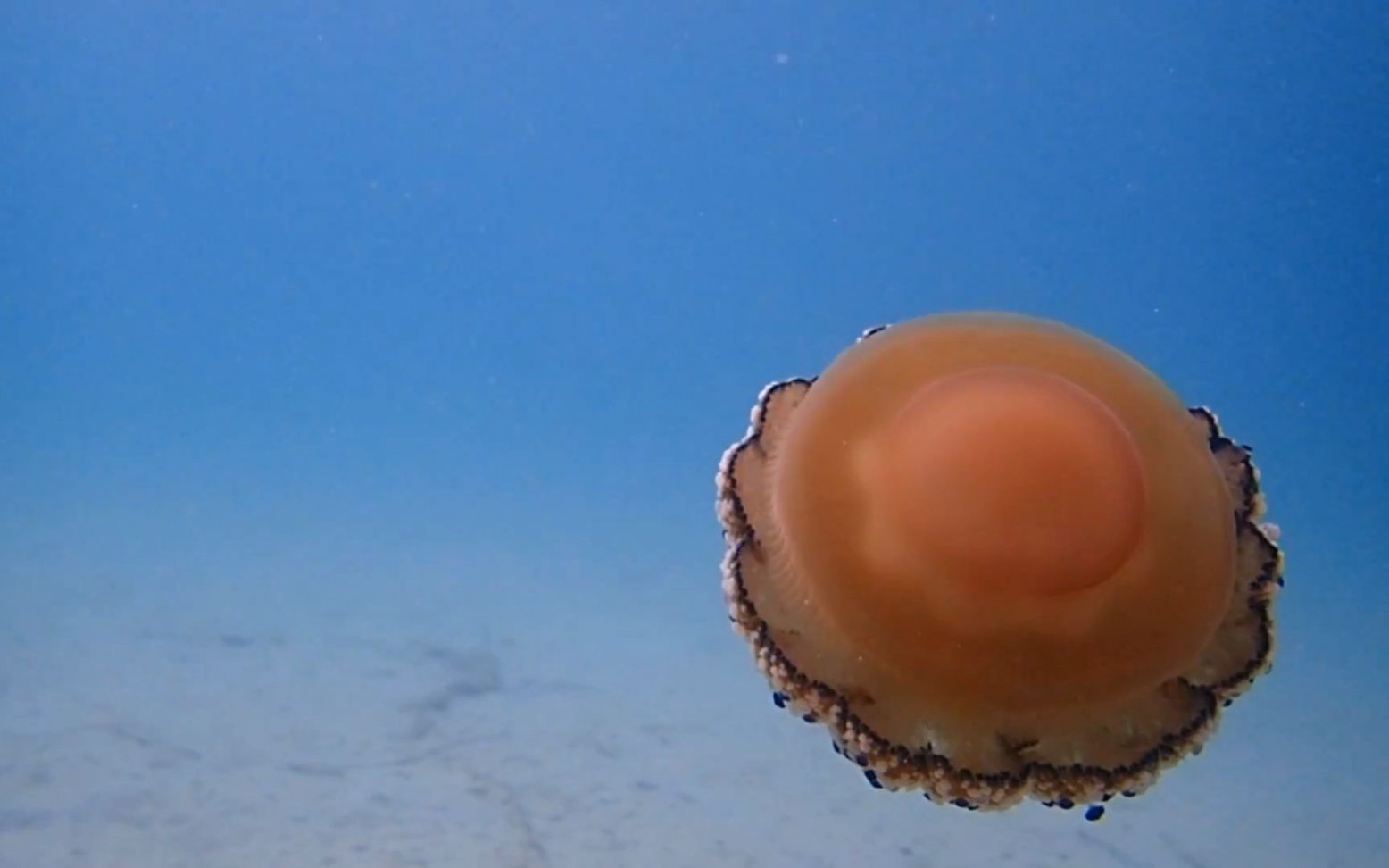 fried egg jellyfish,turtle frog 煎蛋水母~~学名cotylorhiza tuberculata的视频.